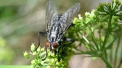 Unicitatea labei lui muhi